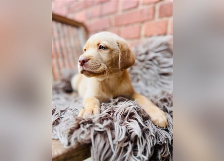 Labrador Welpen gelb braun und schwarz