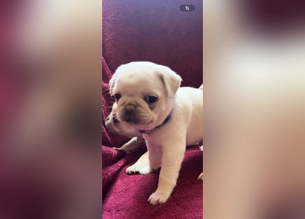 Mops Welpen ( noch 2 Rüde)