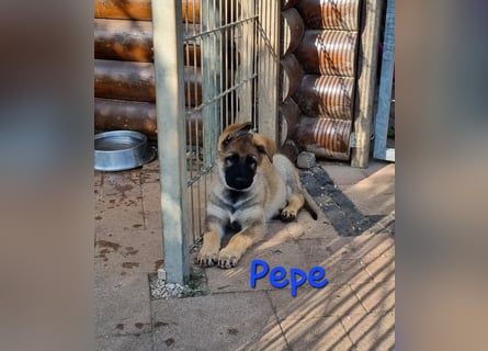 Reinrassige Schäferhund Welpen mit SV Papieren