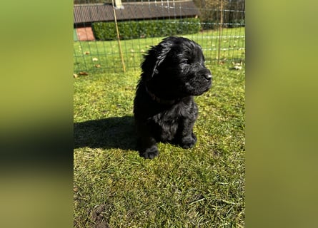 Wunderschöner Golden Retriever - Labrador Mix Welpe