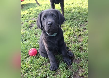 1 Labrador Welpe Rüde mit Ahnentafel