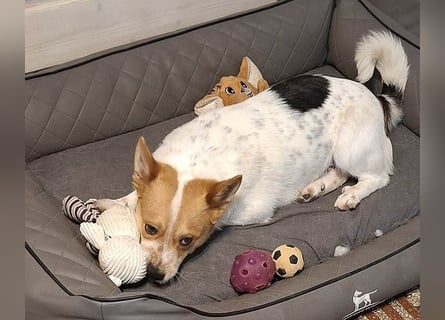 ❤️ superlieber Schmusebär BARNEY - 2,5 Jahre, 28cm/9kg - Jack-Russell-Mix ❤️