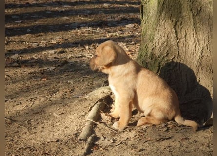 Broholmer Welpen.