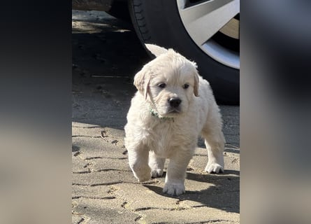Wunderschöne Golden Retriever Welpen