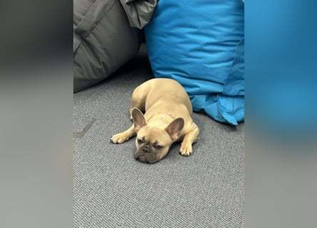 Schmusehund sucht neues liebevolles Zuhause