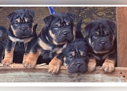 Bullpeiwelpen, Mischling aus englischer Bulldogge und Sharpei/Shar-Pei
