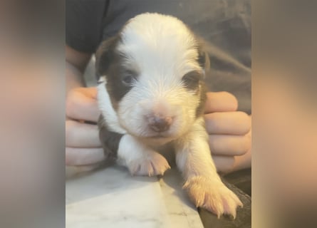 Mini American Shepherd / Mini Aussie