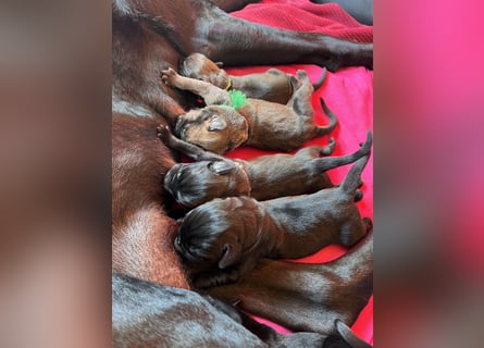 Wurf Cane Corso/Flat & Broholmer