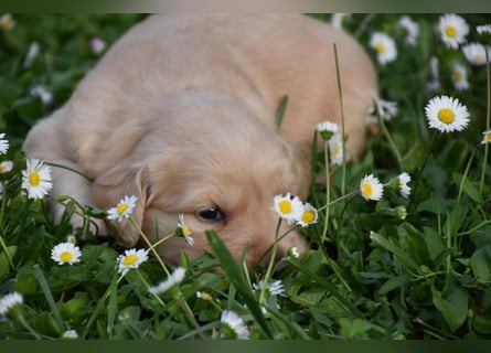 süße reinrassige Goldenretriever Welpen geboren