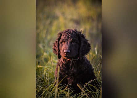 Irish Water Spaniel Welpen / Nichthaarend / FCI - VDH Zucht