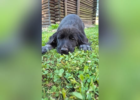 Labrador Akita