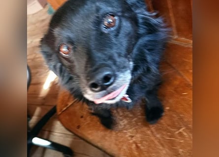 ungar. Zamperl MOLLY - 8 Jahre, 35cm/9,8kg - kleiner Mischling