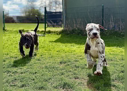 Superschöne nicht ganz reinrassige Deutsche Doggenwelpen können bald ausziehen