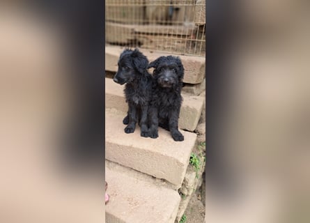2 putzmuntere Aussiedoodles