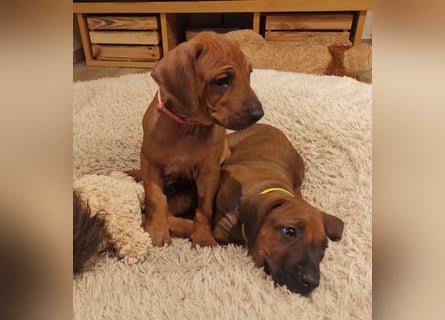 Rhodesian Ridgeback Welpen mit Papiere