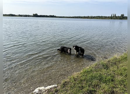 Berner Sennenhund Welpen reinrassig