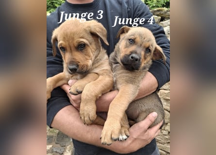 Fünf Burschen suchen ab Mitte Juni, ihr für immer Zuhause!