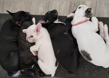 Französische Bulldoggen Welpen