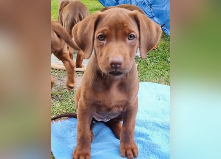 Rhodesian Ridgeback Welpen mit Papieren -Livernose-