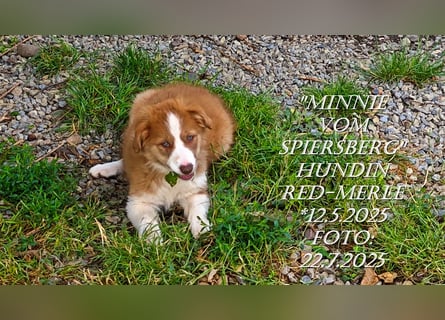 Border Collie-Welpen , black-,choco-,red-white und red-merle