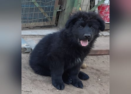 Altdeutsche Schäferhund Welpen