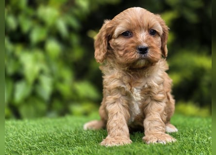 Cavapoo welpen