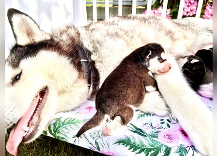 FCI Pedigree Blue Eyed Black & White Siberian Husky Champion Puppy