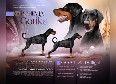 Dobermann Welpen Bohemia Gotika