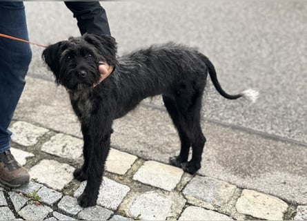 "Pumi“ – junge Schnauzer-Pumi-Mix Hündin sucht ländliches Zuhause