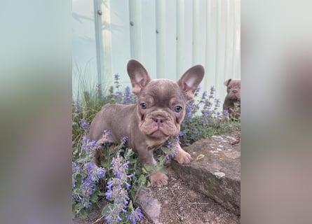 Französische Bulldoggen Welpen