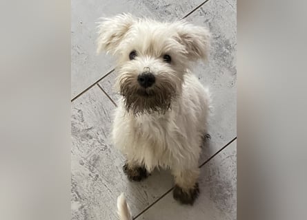Weiße Zwergschnauzer Welpen nicht haarend reinrassig