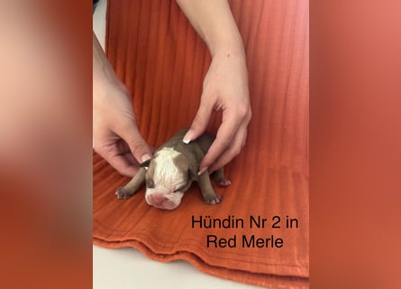 Hündin Nr 2   reserviert