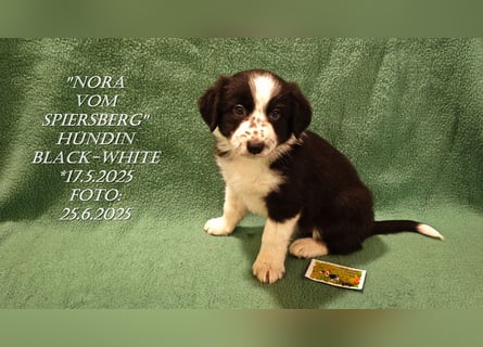 Border Collie-Welpen , black-,choco-,red-white und red-,black-merle