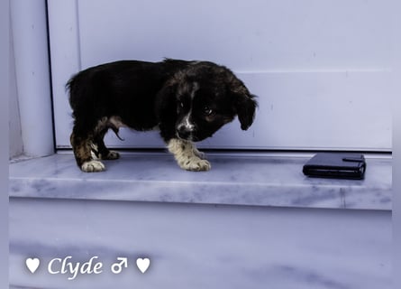Winzling Clyde, Alopekis-Mix,  sucht ein Zuhause