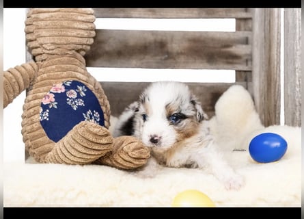 Traumhafte Australian Shepherd Welpen