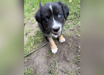 Mini Australien Shepherd Welpen suchen Traumzuhause