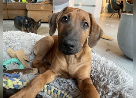 Rhodesian Ridgeback Malinois Welpe sucht seine Familie