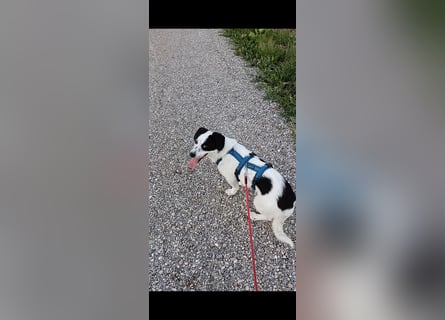 Josie sucht Herzensmensch fürs Leben
