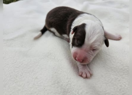 Border Collie Welpen
