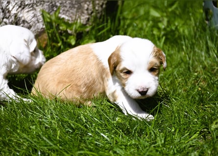 traumhaft hübscher Tibet Terrier Welpen aus erfahrender Zucht  sind geboren dürfen im Juni ausziehen