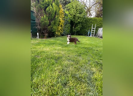Diese süßen Australian Shepherd Fellnasen