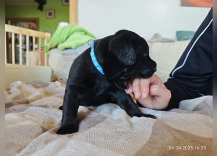 Welpe männlich hellblaues Halsband