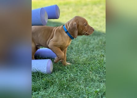 Mayar Vizsla Welpen