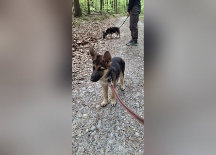 reinrassige Schäferhundwelpen (weiblich)