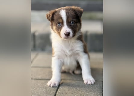 Wunderschöne Border Collie Welpen