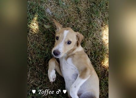 Teddy und seine Geschwister suchen ab September ein Zuhause