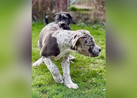 Superschöne nicht ganz reinrassige Deutsche Doggenwelpen können bald ausziehen