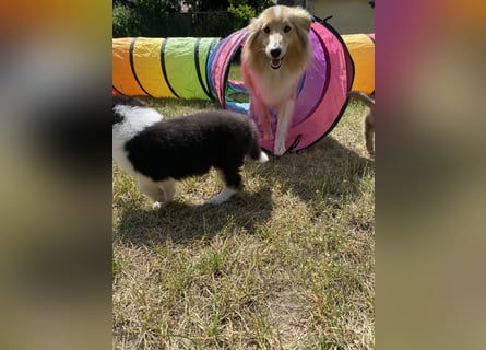 Lang- und Kurzhaar- Collie- Welpen