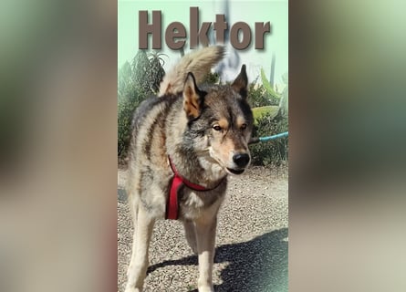 Hektor – ein agiler Senior