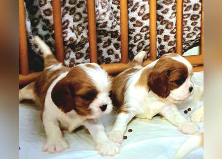 Cavalier King Charles Spaniel